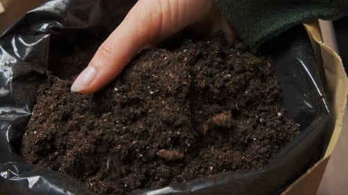 Careful Examination Of Soil Composition And Moisture Availability For Planting Success