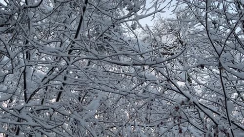 Verschneites Winterwunderland, Wald, Wald, Äste bedeckt mit weißem Schnee