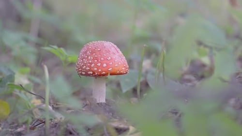 Red and White Mushroom in Forest Setting