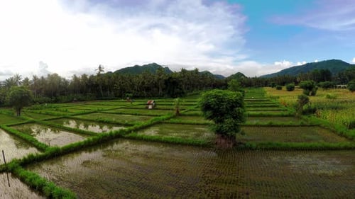 Drone aerial shot from Bali island riсe fields, palm trees and mountains