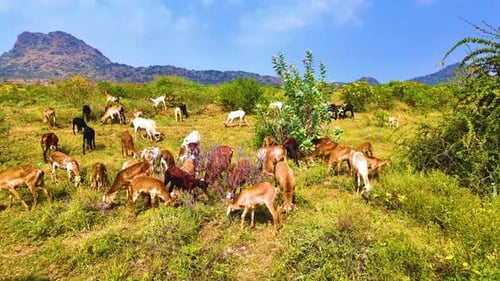 Goats Graze in a Rural, Mountainous Landscape