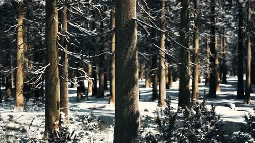 Sunset or Sunrise in the Winter Pine Forest Covered with a Snow