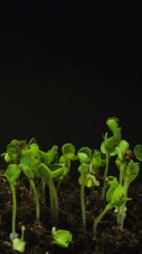 Green Sprouts Emerging and Growing in Time Lapse