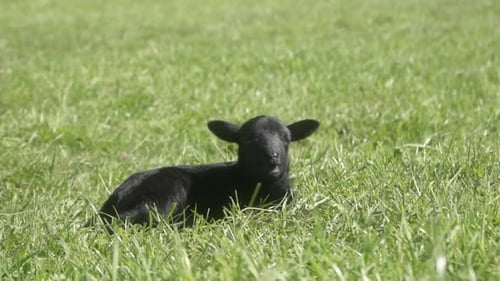 Un agneau nouveau-né à la fourrure noire est allongé dans un pâturage et mâche quelque chose.