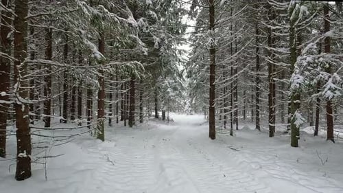 POV shot while walking on a narrow path through coniferous forest with fresh snow falling on a cold
