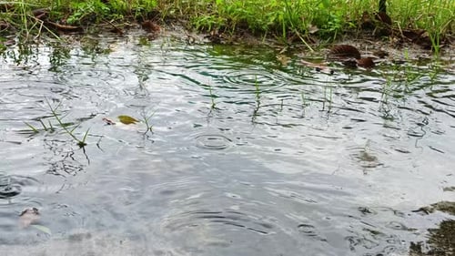 Wasserpfützen auf dem Gras, wenn es regnet.