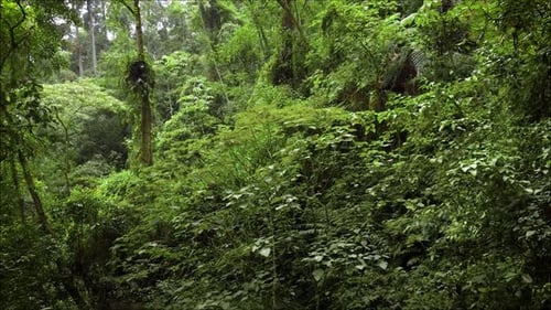 Ansicht von oben mit Drohne in einem Wald mit Nebel und einem Springbrunnen, Wasserfall zwischen Bäumen und Wolken