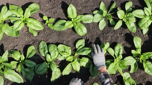 Growing spinach.