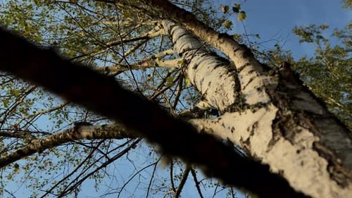 Tall White Birch Tree Reaches to Sky