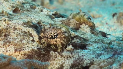 Flathead super close up on coral reef in the Red Sea