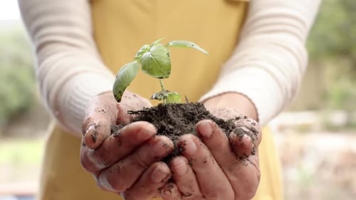 Midsection of mature caucasian woman holding soil with seedling plant in garden, slow motion