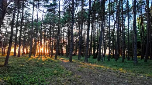 Early morning sunrise view between tall trees in the forest woods in nature