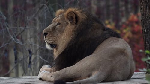 Lion Resting Peacefully in Autumnal Setting