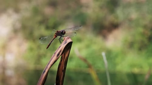 RedEyed Dragonfly on Reed Pond Habitat
