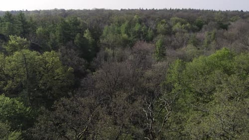 Fly Over Tree Canopy In Dense Forest During Daytime. Low Aerial Shot