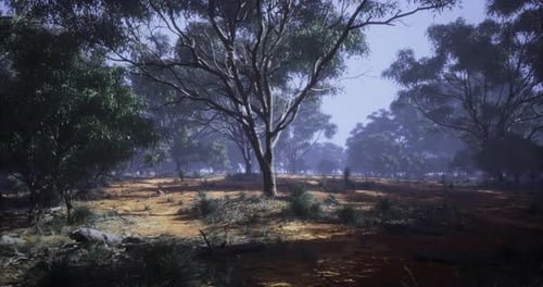 Lush Landscape in a Serene Forest with Sunlight Filtering Through Trees