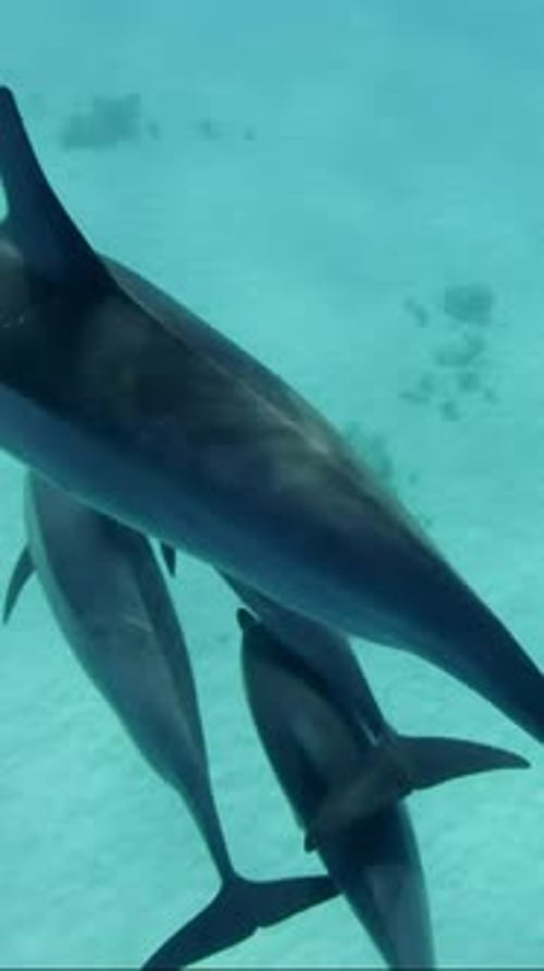 Close-up of pod spinner dolphins floating in Ocean over seabed