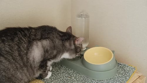Gray Tabby Cat Drinking From Pet Water Fountain
