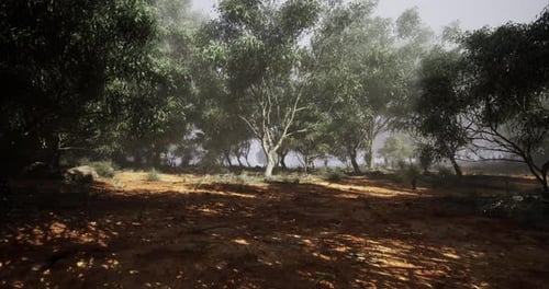 Calm Forest Landscape with Mist and Dense Greenery in Early Morning Light