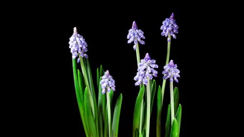 Blooming Purple Flowers Time Lapse on Black Background