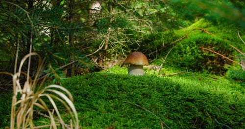 Porcini Mushroom Growing in the Wild Coniferous Forest
