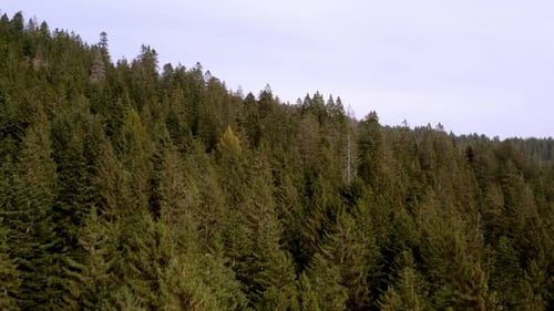 drone panorama of a pine forest in the mountain