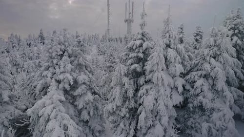 Winter Mountain Forest With Dense Pines Heavily Covered With Fresh Snow In Orford, Quebec, Canada. -