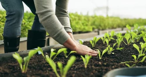 Person Planting Seedling in Greenhouse Garden