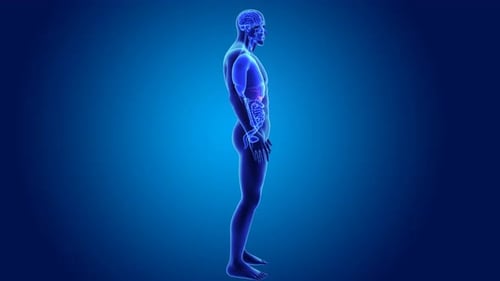 Human Body and Internal Organs 3D Medical Animation