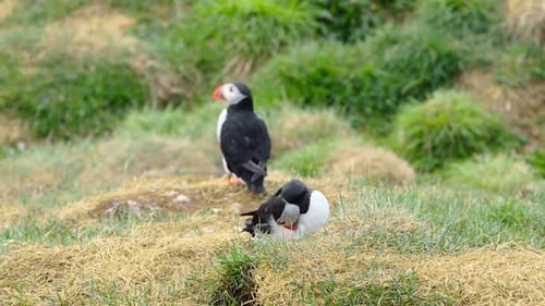 Charming Puffins Amazing Icelandic Bird in Nature Cute Bird In Wildlife Animal On The Ocean Coast