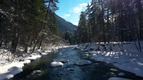 Beautiful snow scene forest in winter. Flying over of river and pine trees covered with snow.