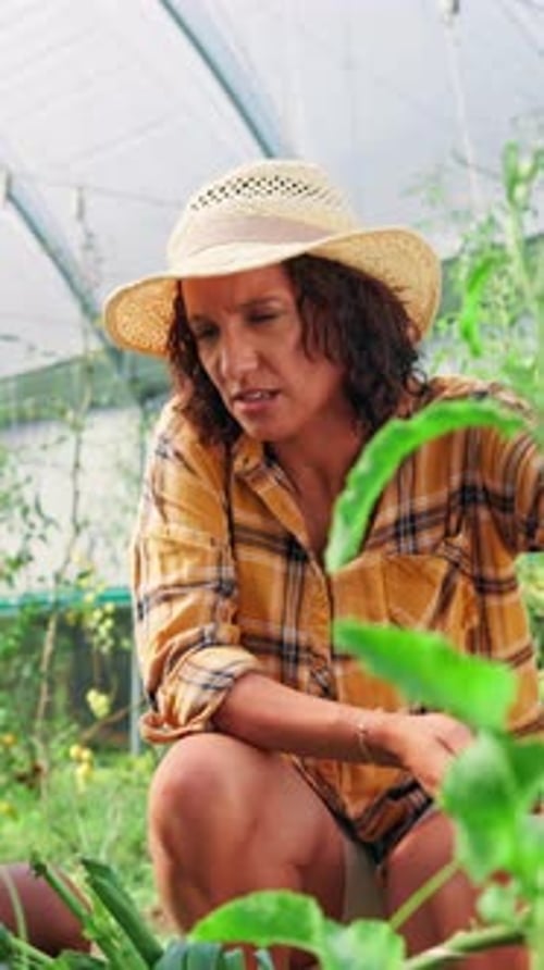 Woman Farmer Inspecting Plants in Greenhouse