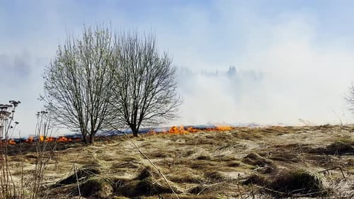 Grassland Wildfire Advancing Across Dry Field with Solitary Trees Surrounded By Smoke Illustrating