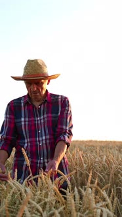 Old-aged farmer in straw hat and checkered shirt walking slowly by the wheat field.