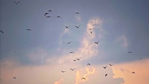Ein Vogelschwarm fliegt vor dem Hintergrund der Wolken bei Sonnenuntergang