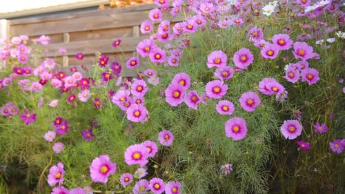 Beautiful Pink Garden Cosmos In Bloom During Spring. closeup shot