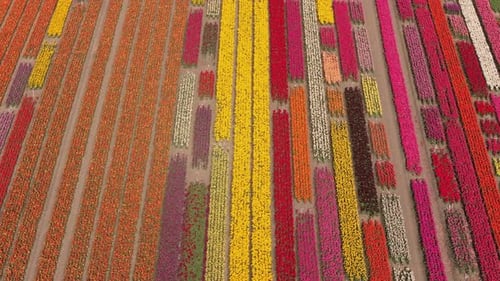 Aerial view of blooming tulips surrounding farm and fields in Holland