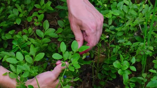 Closeup of Male Hands Picking Blueberries in the Forest with Green Leaves Man Harvested Berries