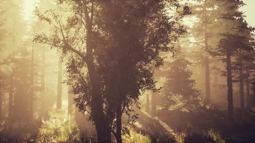 La profondeur de la forêt de conifères avec la lumière magique du soleil qui passe entre les arbres