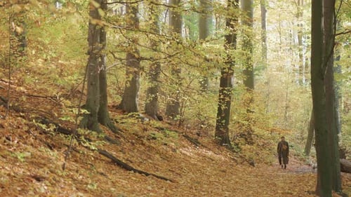 A woman with a small white dog walks through the autumn forest along the trail covered with fallen l