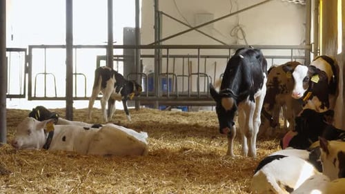 Young Domestic Cow or Bull Calves