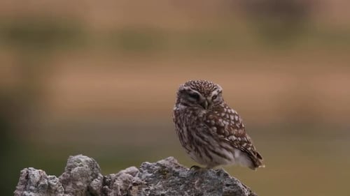 Kleine Eule (Athene noctua) in Montgai, Lleida, Katalonien, Spanien