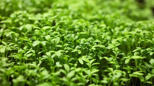 Agriculture Growing Plants in Time Lapse Spring Sprout Germination From Seed