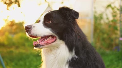 Outdoor Portrait of Cute Smiling Puppy Border Collie Sitting on Park Background Little Dog with