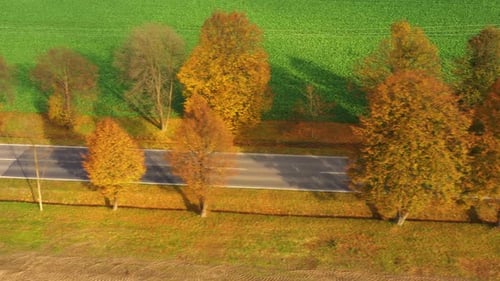 Aerial view of road in beautiful autumn forest at sunset. Beautiful landscape with empty rural road,