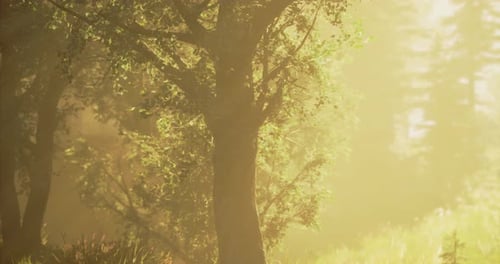 Bright Sunlight Filtering Through Trees in a Serene Forest Setting