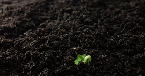 TimeLapse Growth From Sprout Germination to Newborn Plant