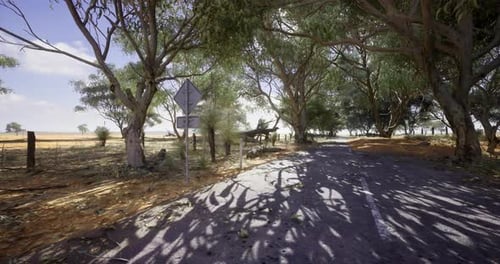 Rural Road Surrounded By Trees on a Sunny Day in an Open Landscape