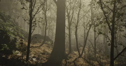 Foggy Forest with Tall Trees and Muted Light During Early Morning Hours