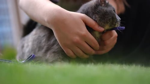 Female Hands Stroking Cat in Slow Motion Outdoors